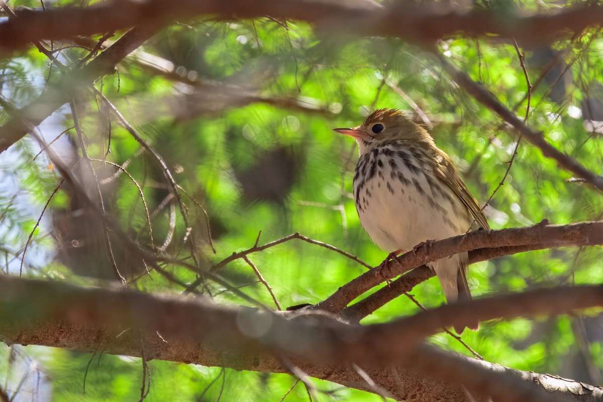 Ovenbird - ML647050891
