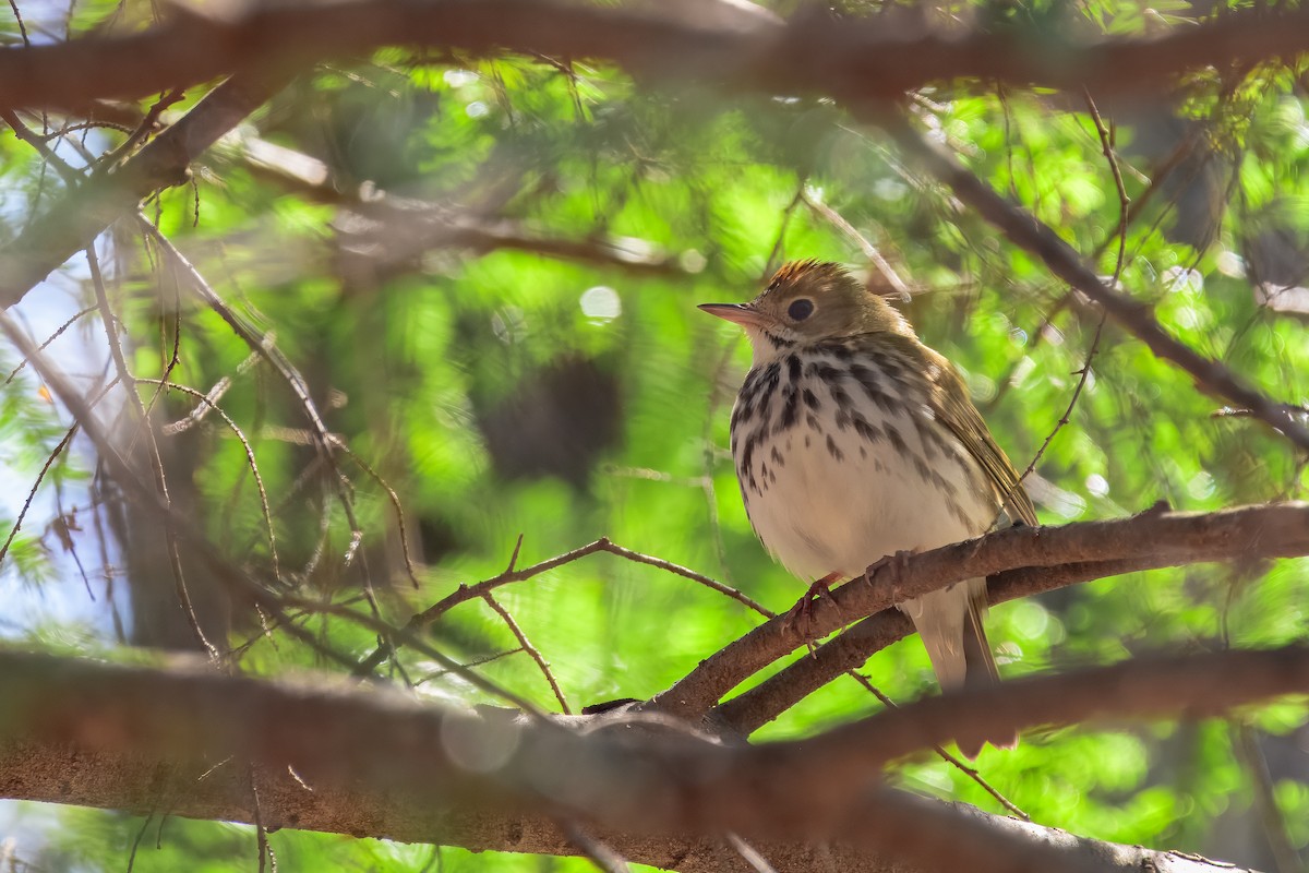Ovenbird - ML647050892