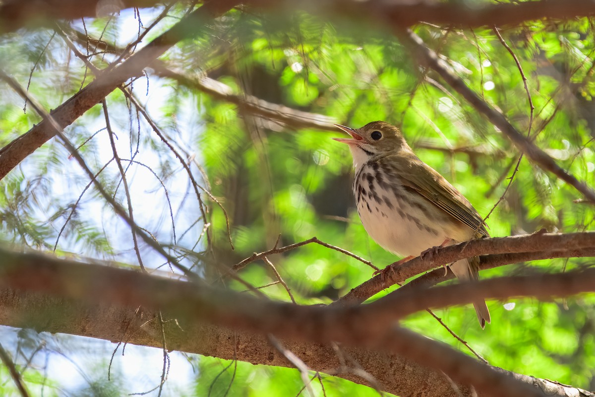 Ovenbird - ML647050893