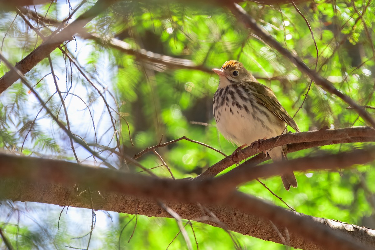 Ovenbird - ML647050894