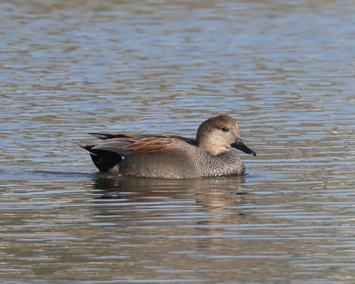 Нерозень - ML647050896