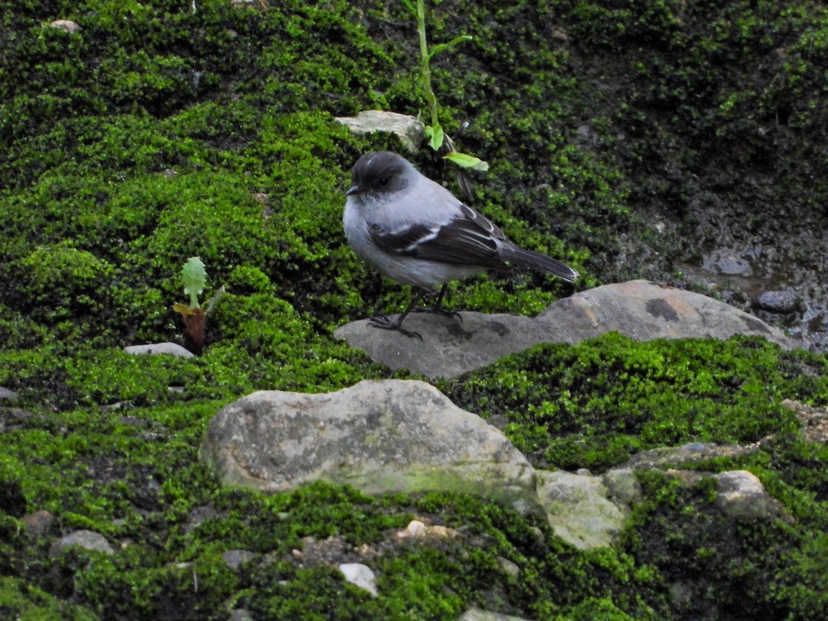 Torrent Tyrannulet - ML647050908