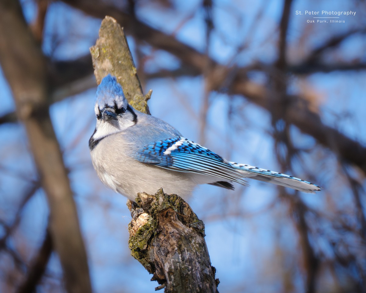Blue Jay - ML647050925