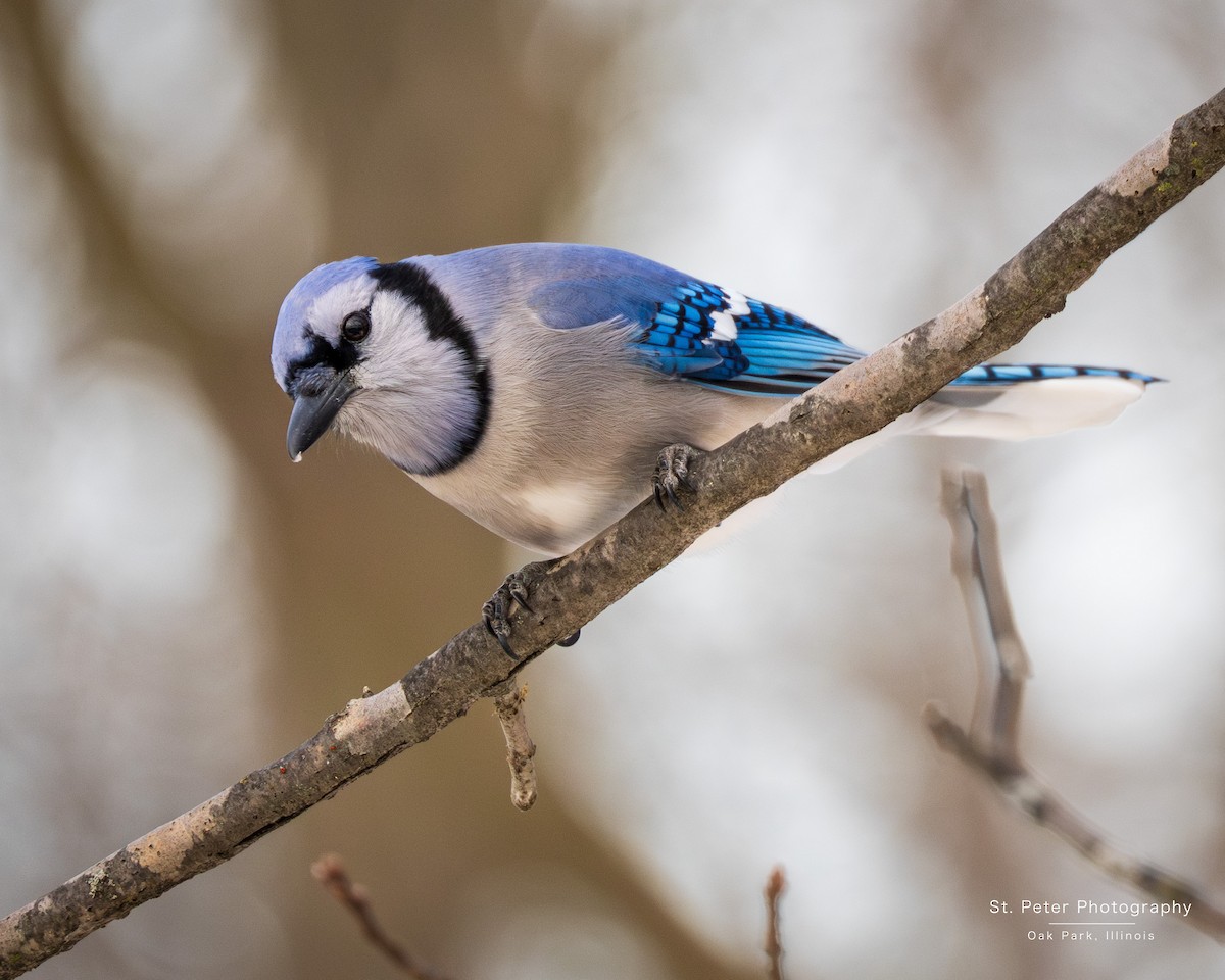 Blue Jay - ML647050926