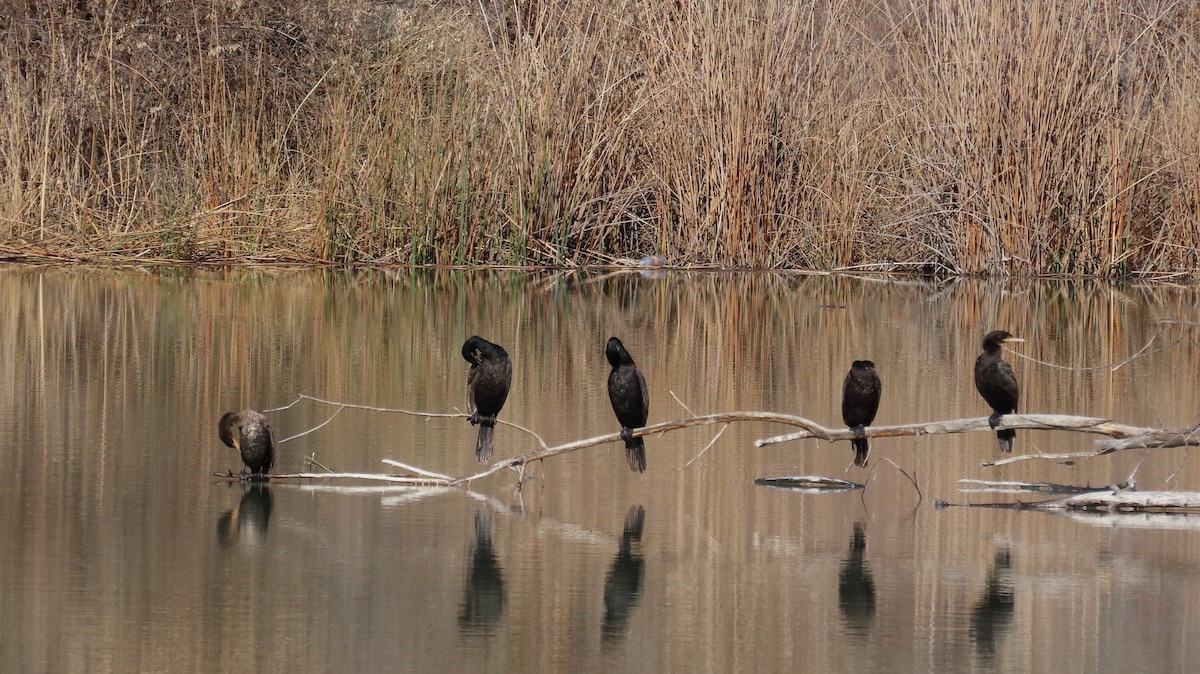 Neotropic Cormorant - ML647050929