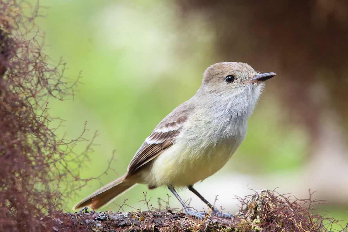Galapagos Flycatcher - ML647050930
