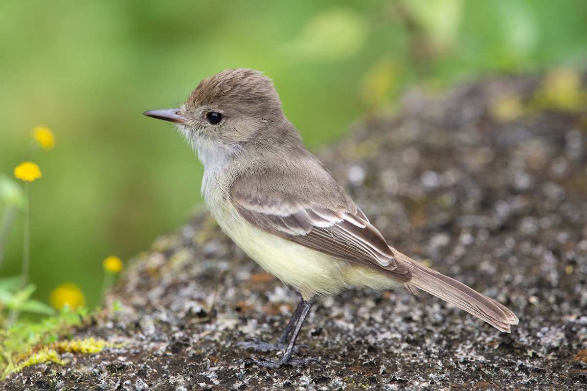 Galapagos Flycatcher - ML647050931