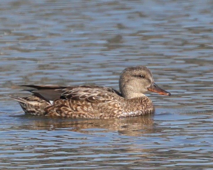 Нерозень - ML647050934