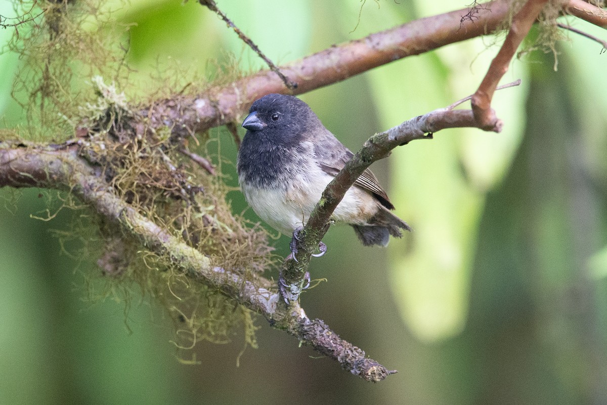 Small Tree-Finch - ML647050939