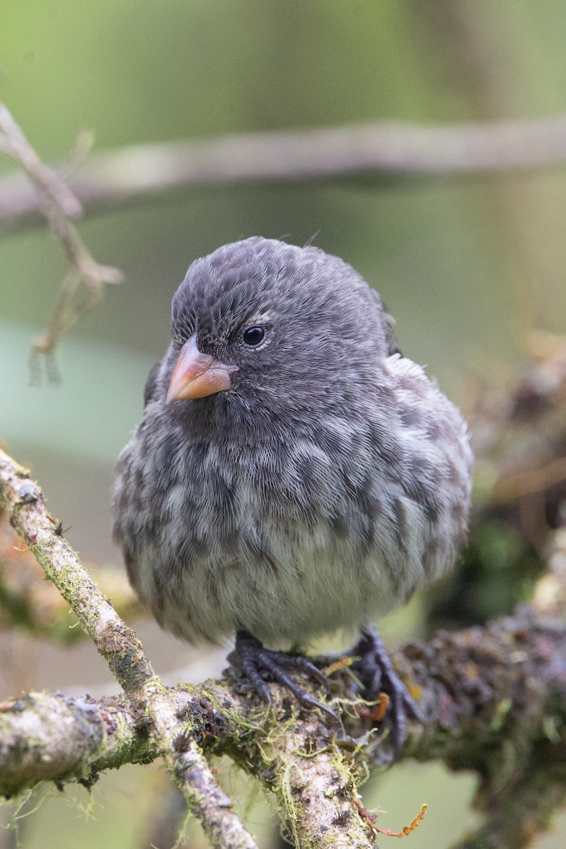 Small Ground-Finch - ML647050940