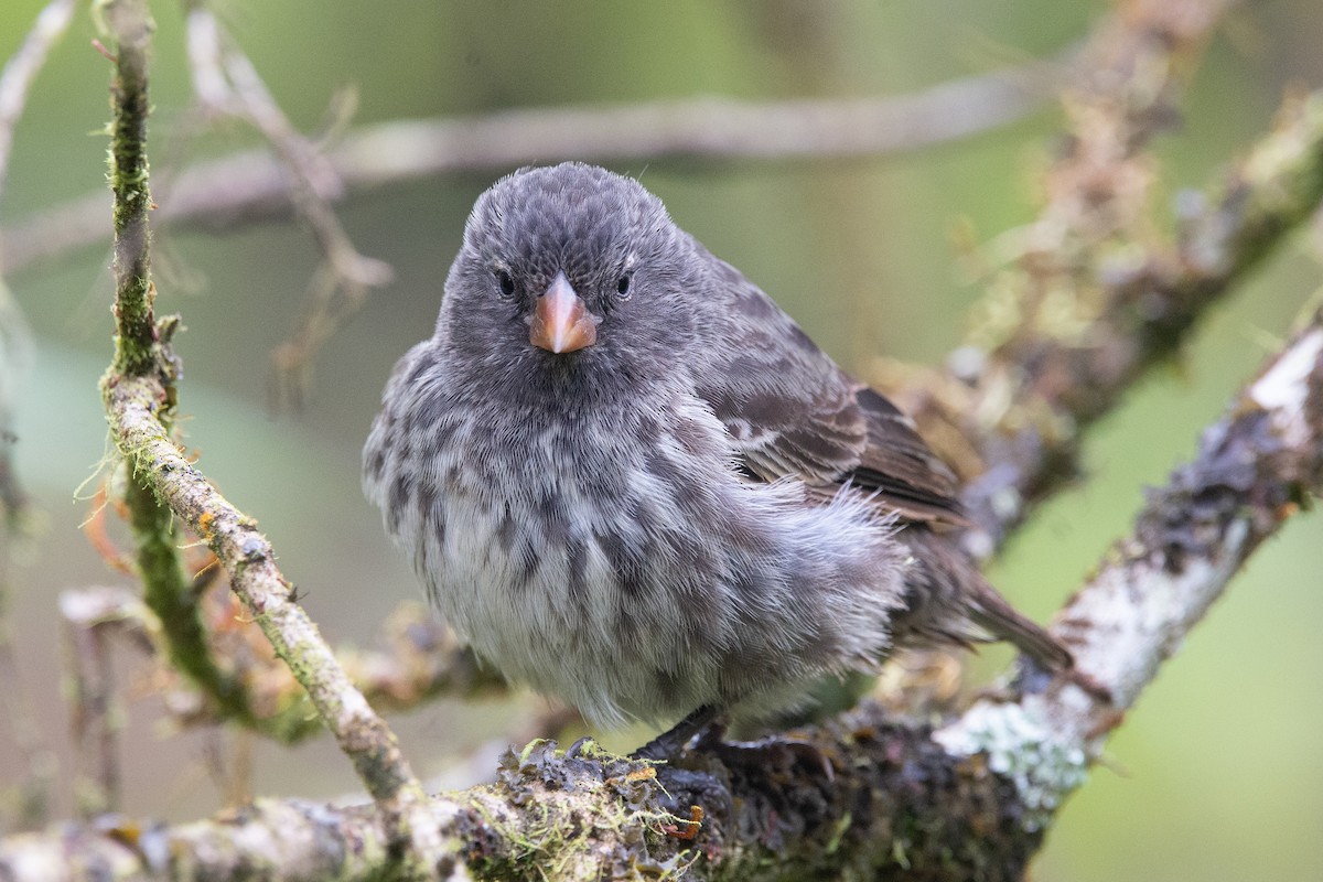 Small Ground-Finch - ML647050941