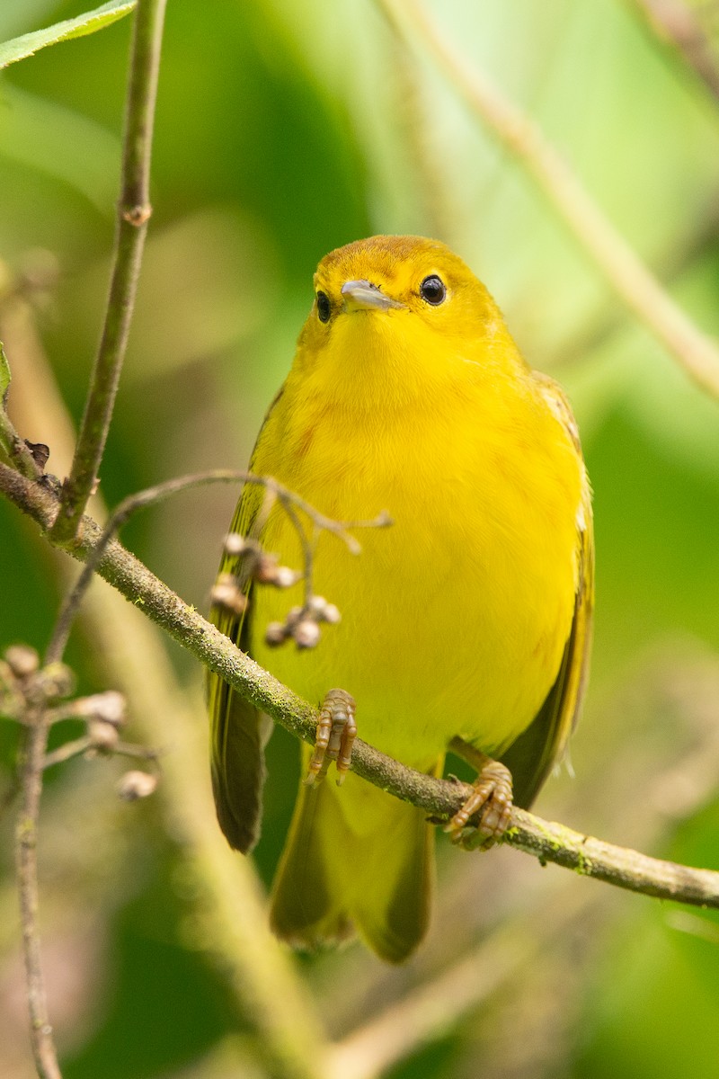 Mangrove Yellow Warbler - ML647050942