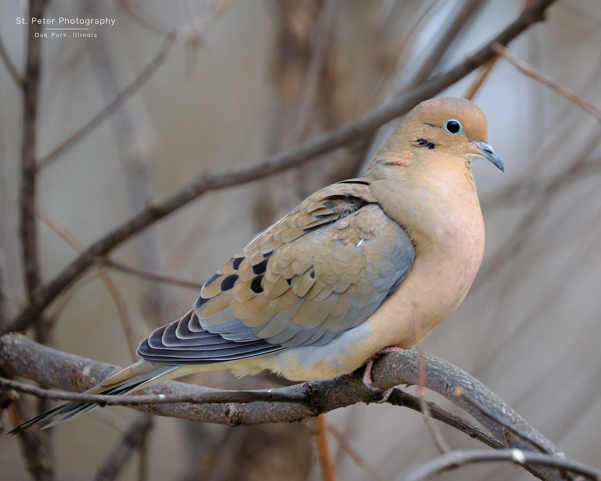 Mourning Dove - ML647050945
