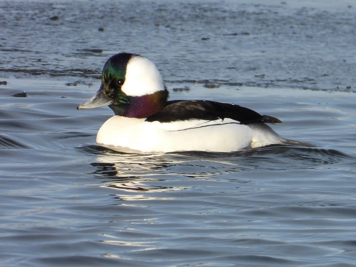 Гоголь-головастик - ML647050949