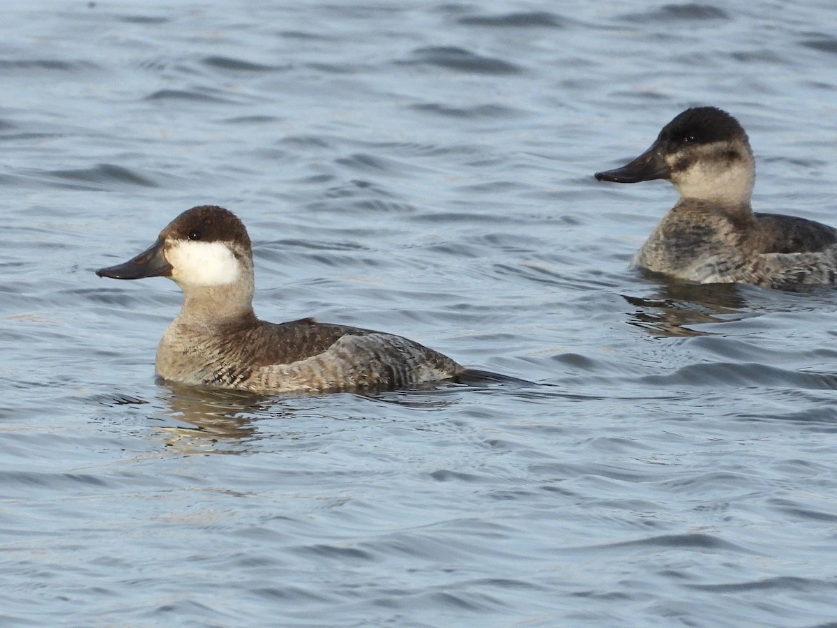 Gobbo della Giamaica - ML647050957