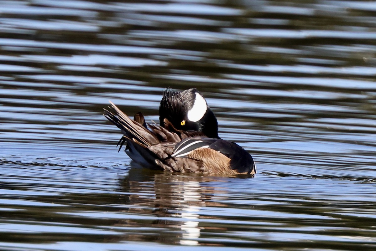 morčák chocholatý - ML647050961