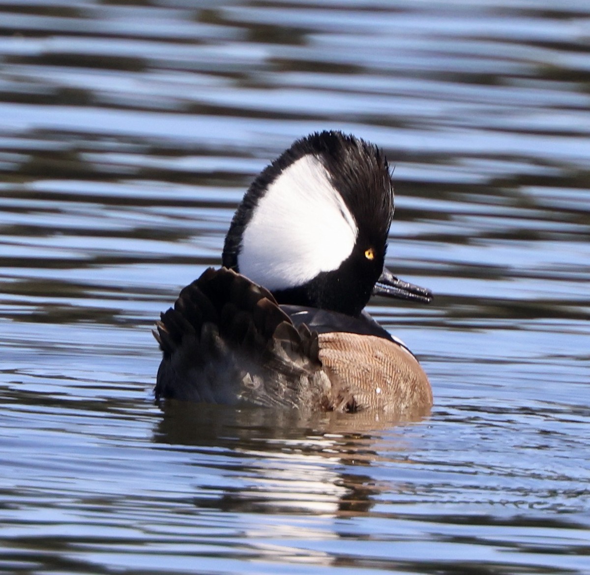 morčák chocholatý - ML647050966