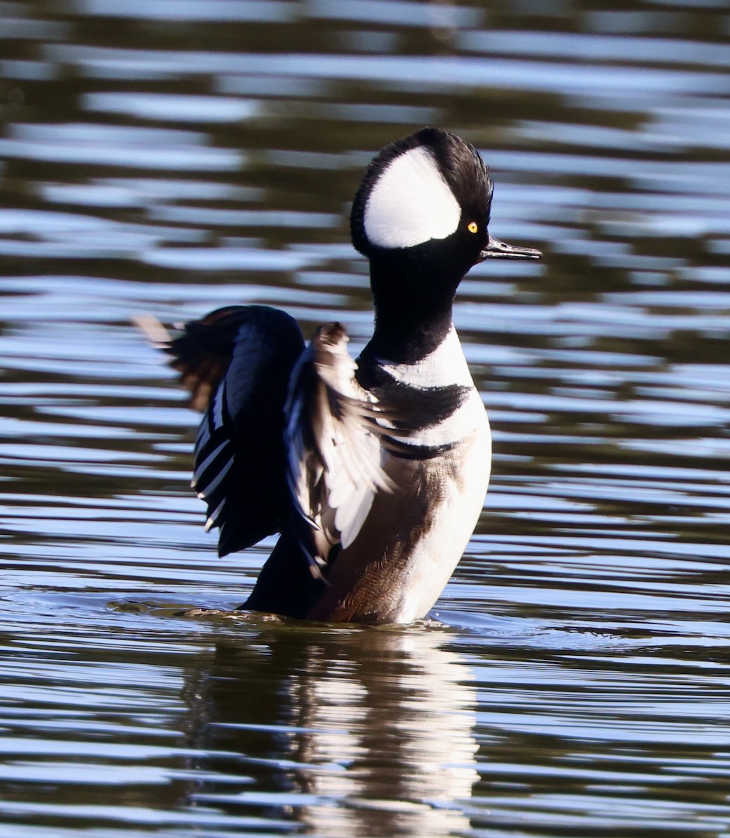 morčák chocholatý - ML647050968