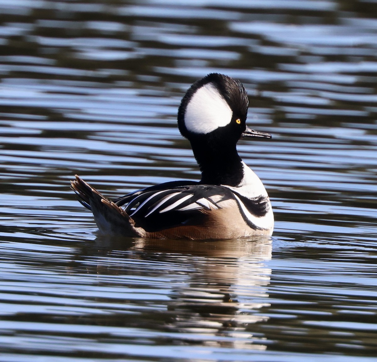 morčák chocholatý - ML647050969