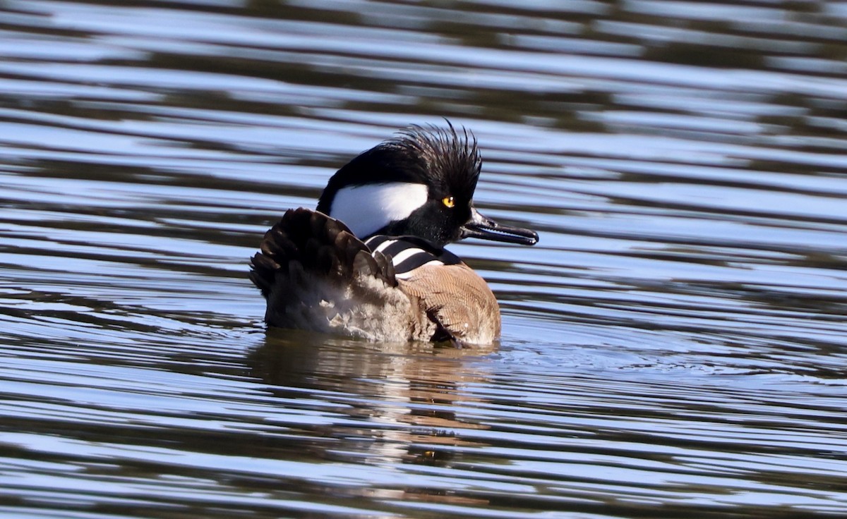 morčák chocholatý - ML647050970
