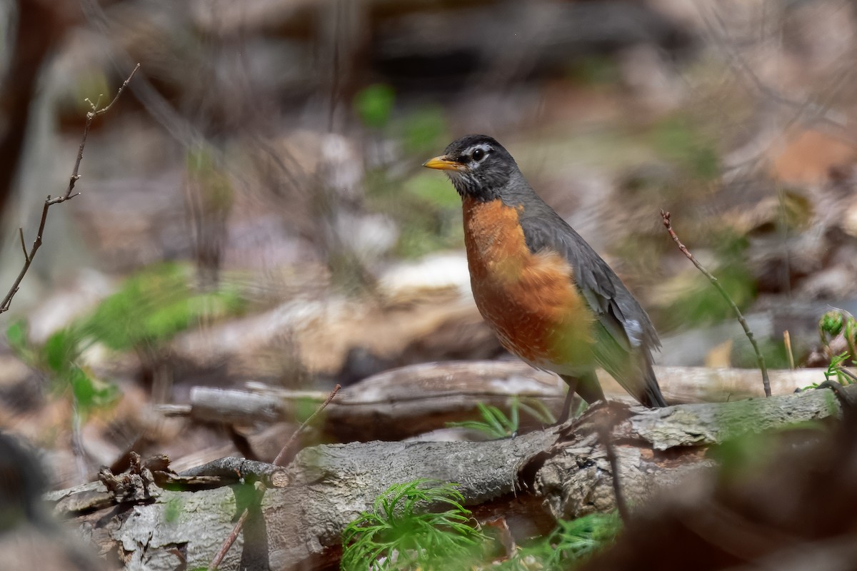 American Robin - ML647050976