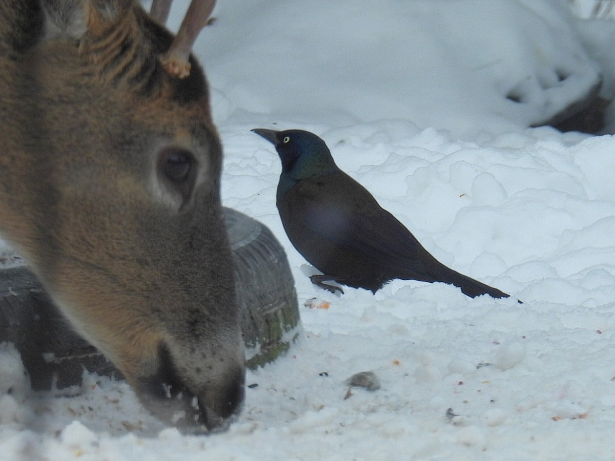 Purpurgrackel - ML647050977