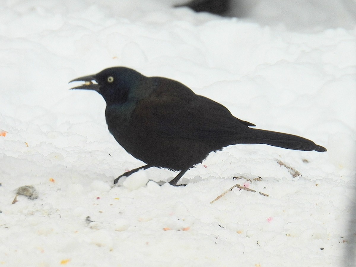 Purpurgrackel - ML647050978