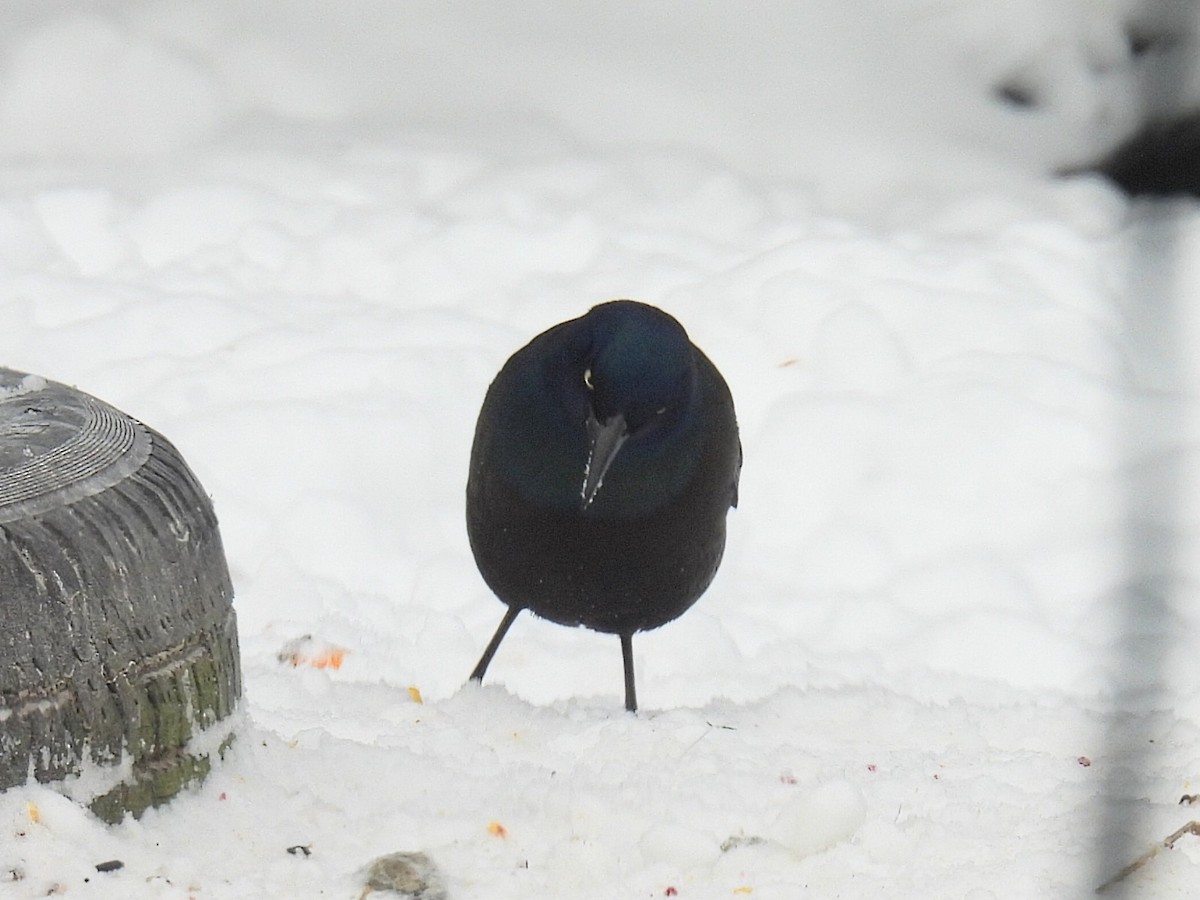 Purpurgrackel - ML647050979