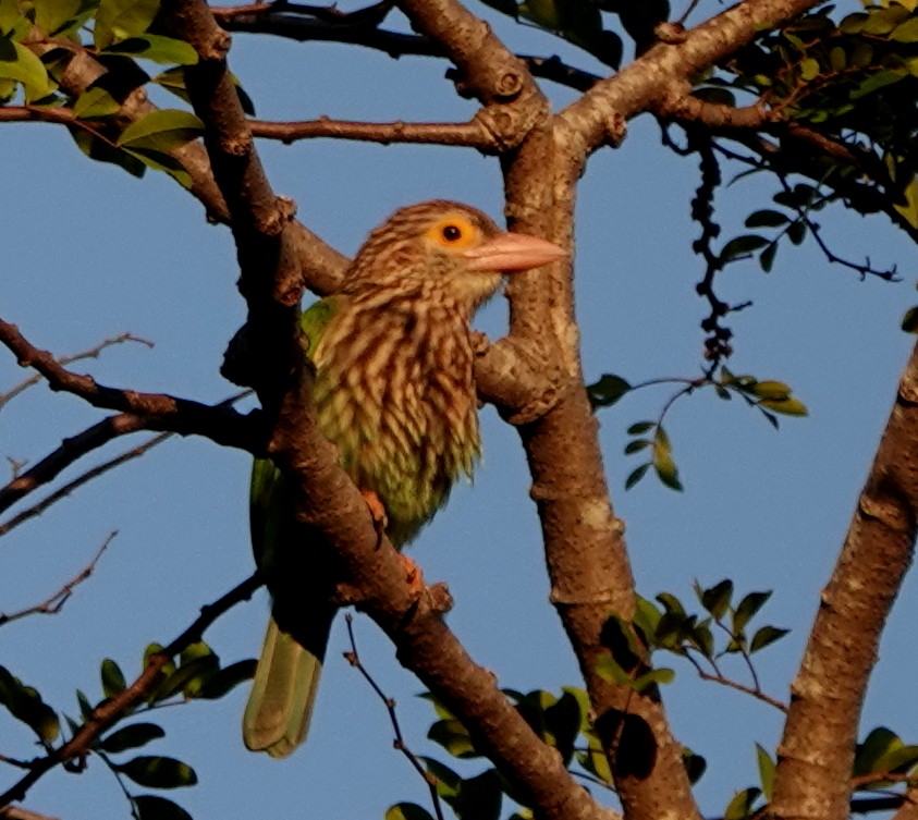 Lineated Barbet - ML647050987