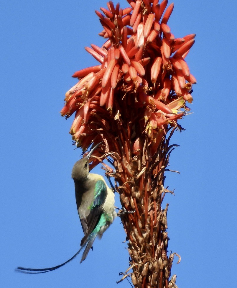 ミドリオナガタイヨウチョウ - ML647050989