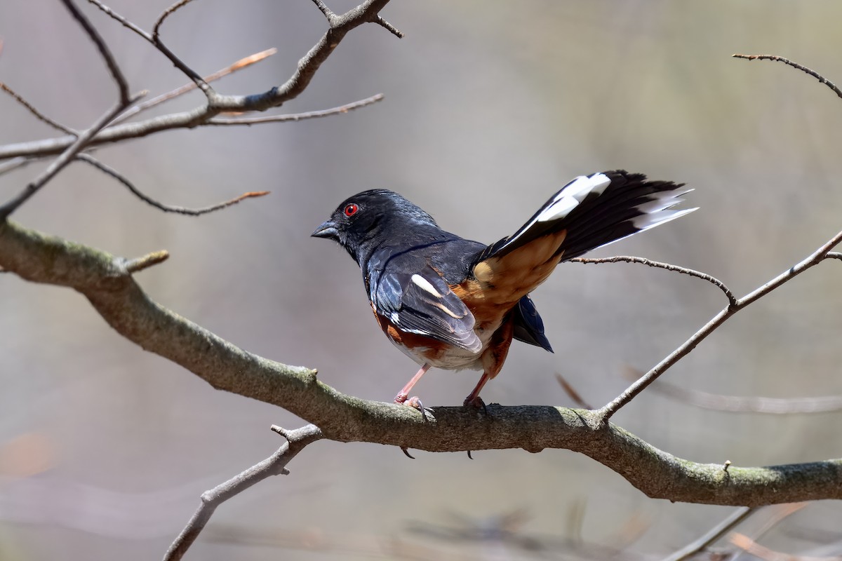 Eastern Towhee - ML647050990