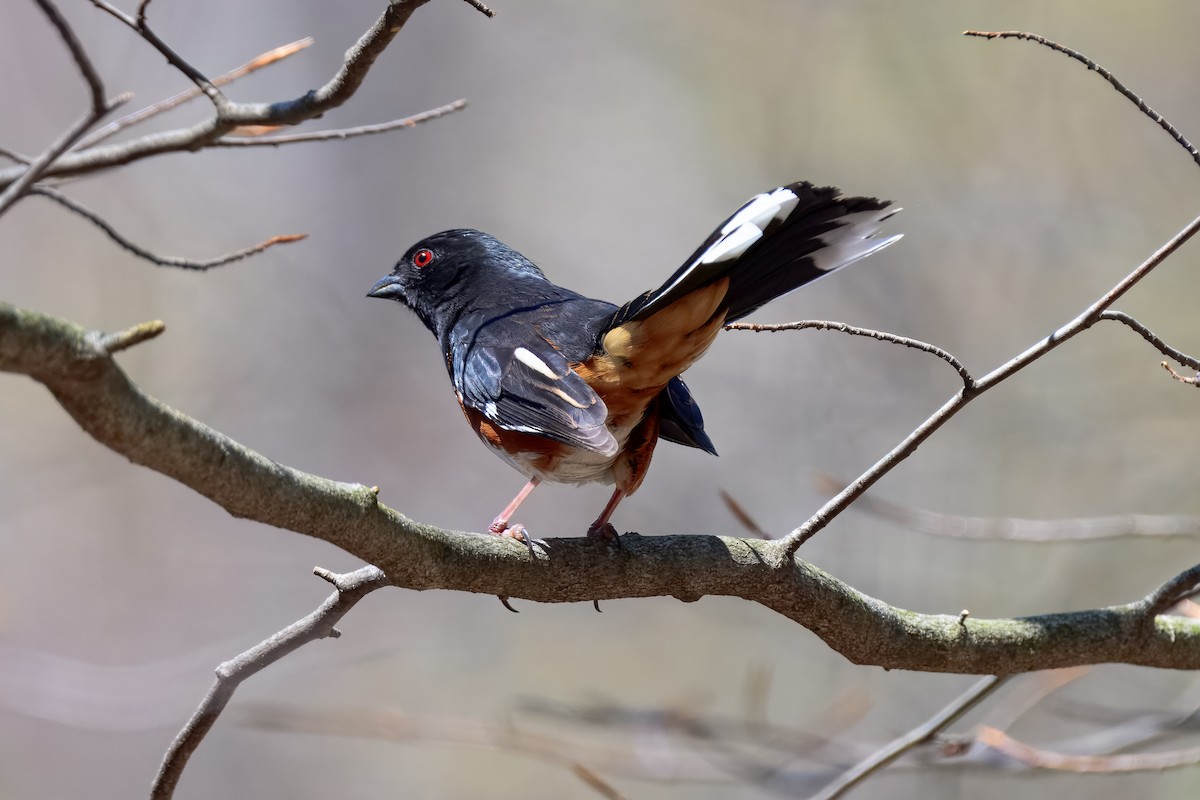 Eastern Towhee - ML647050991