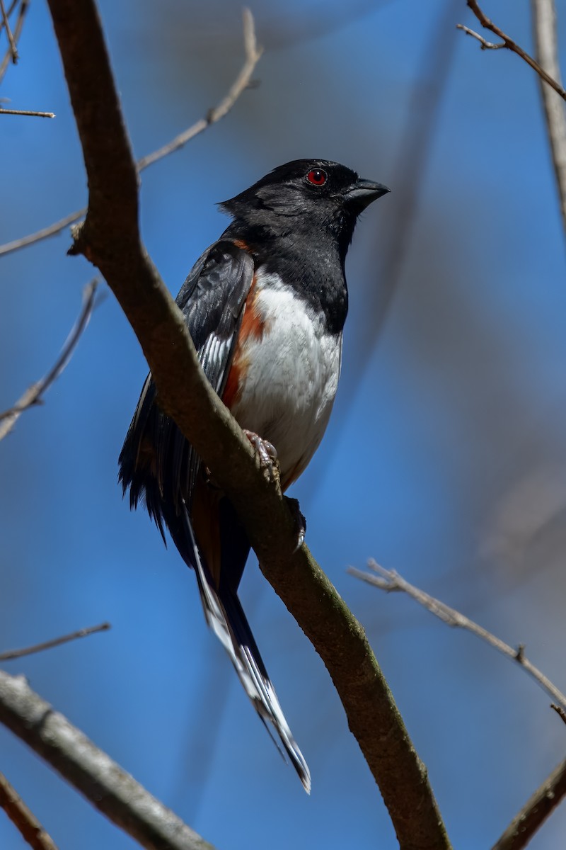 Eastern Towhee - ML647050992