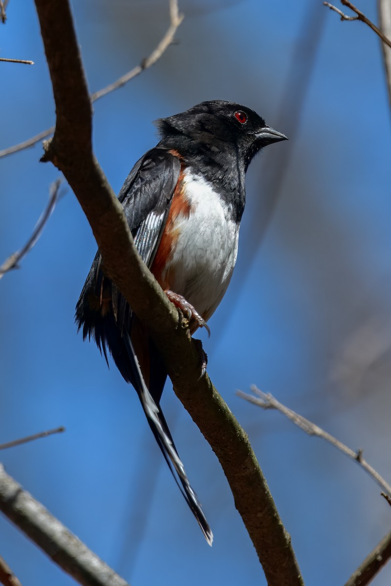 Eastern Towhee - ML647050993