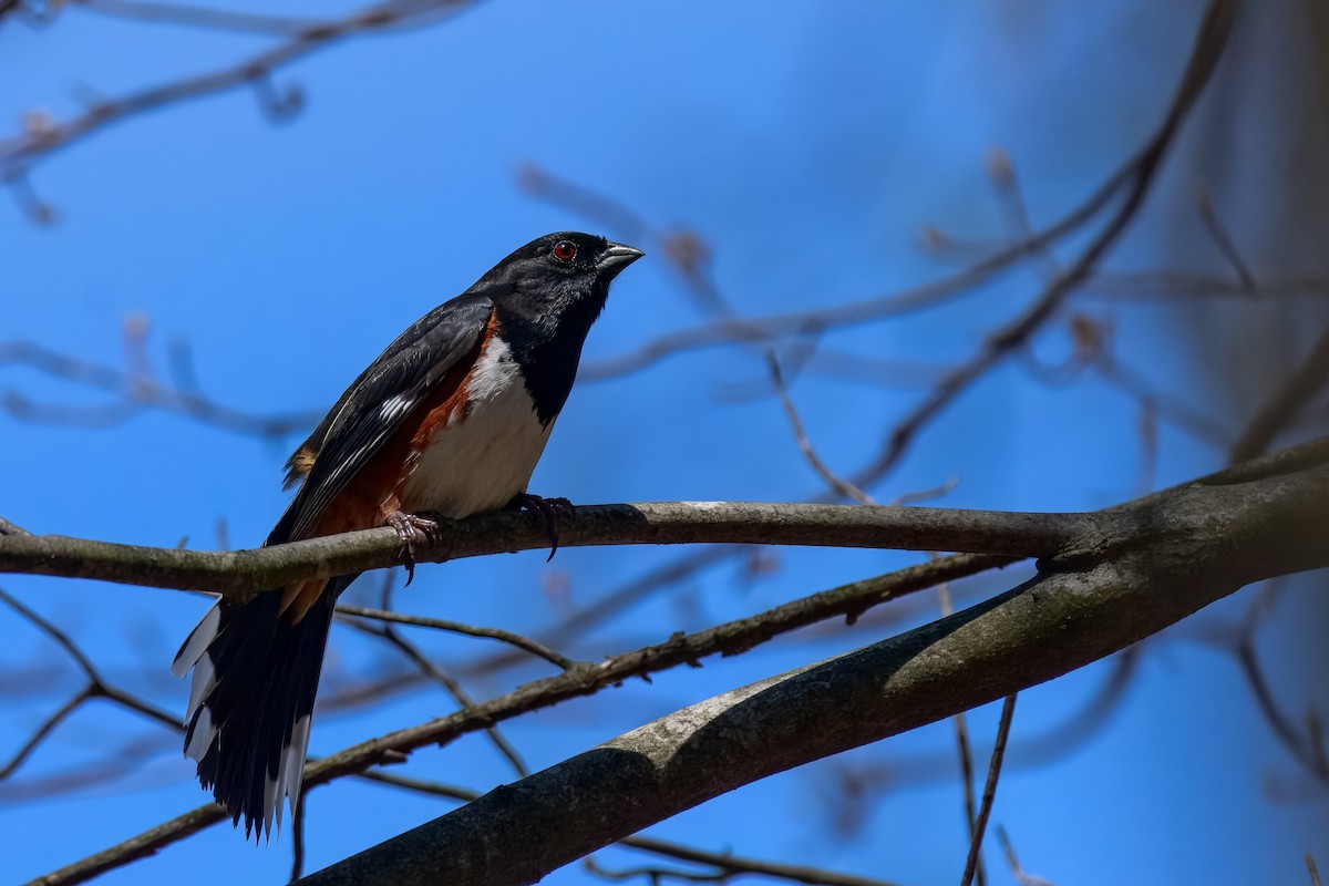 Eastern Towhee - ML647050994