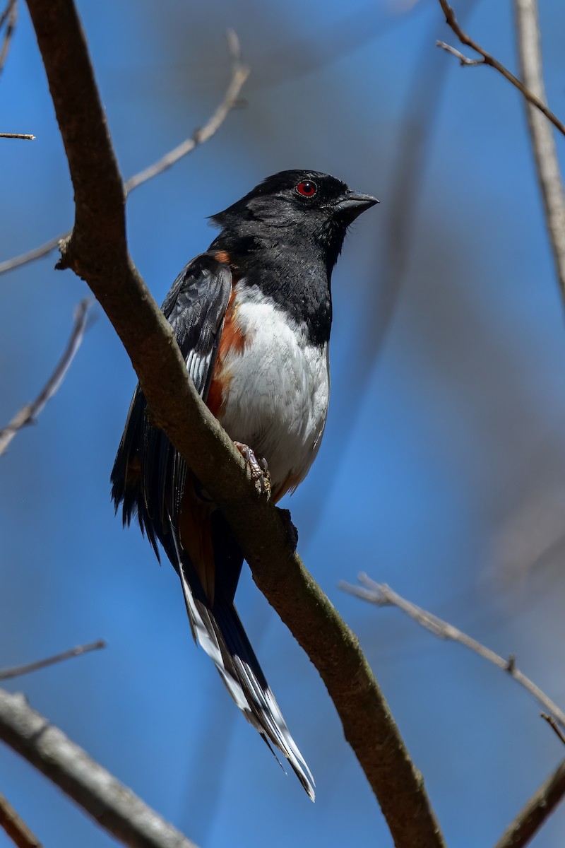 Eastern Towhee - ML647050995