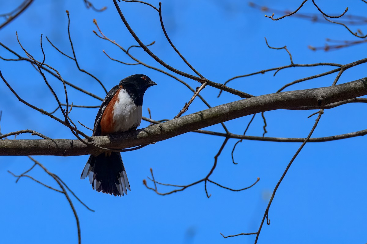 Eastern Towhee - ML647050996