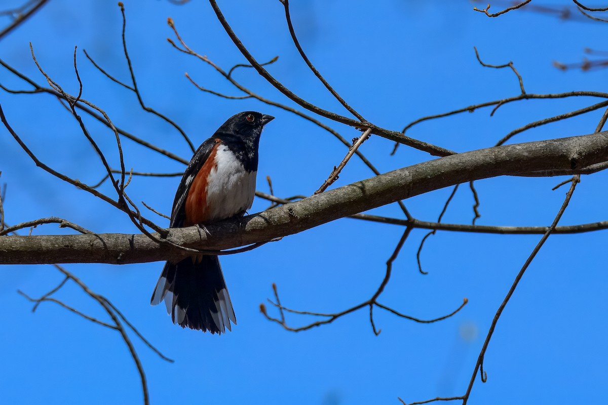 Eastern Towhee - ML647050997