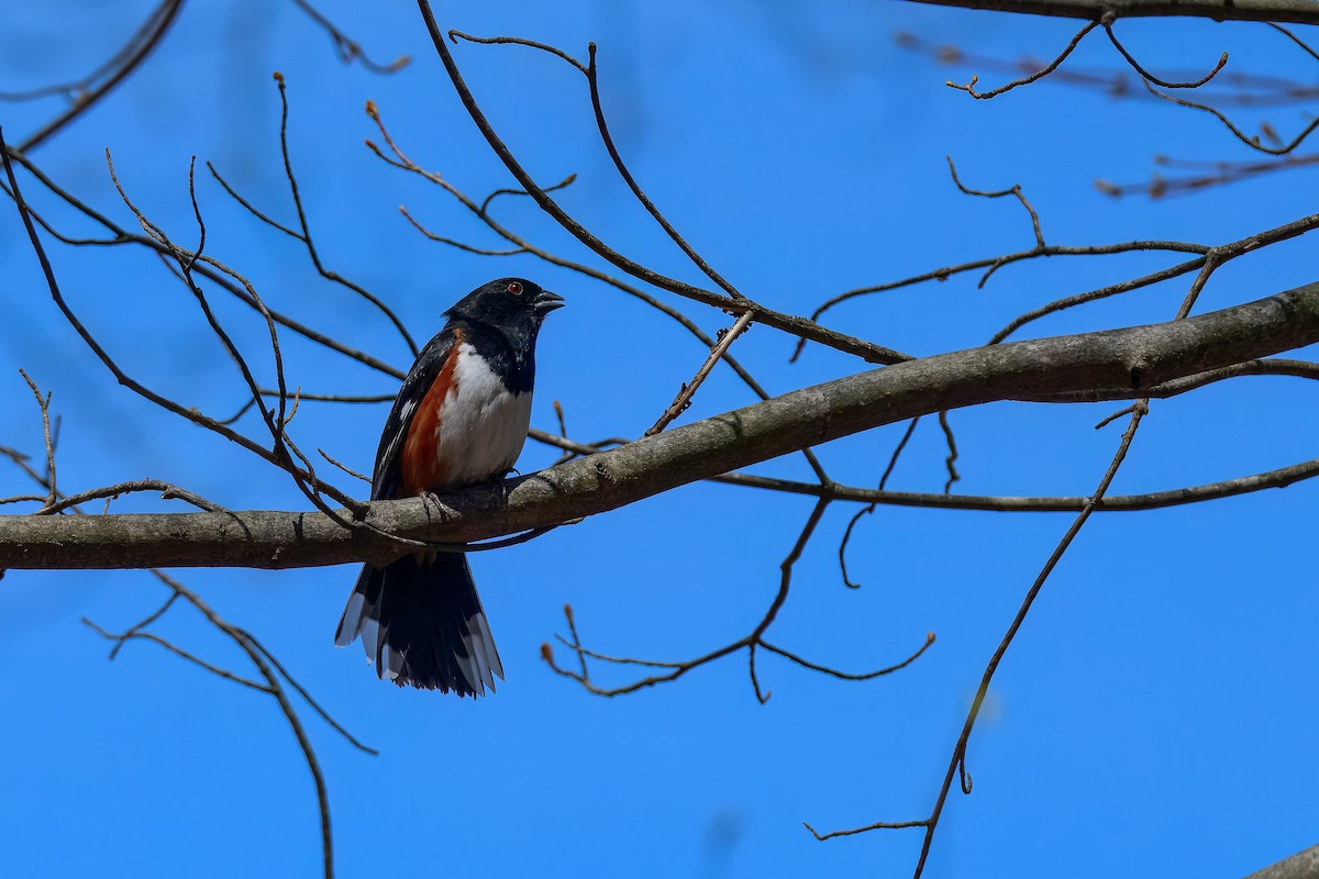 Eastern Towhee - ML647050998