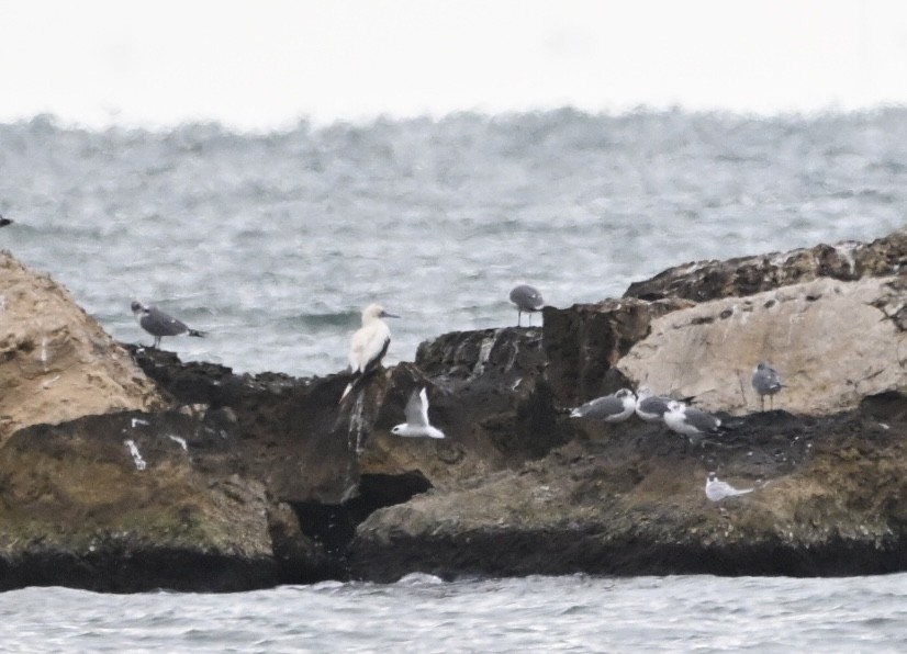 Красноногая олуша - ML647051009