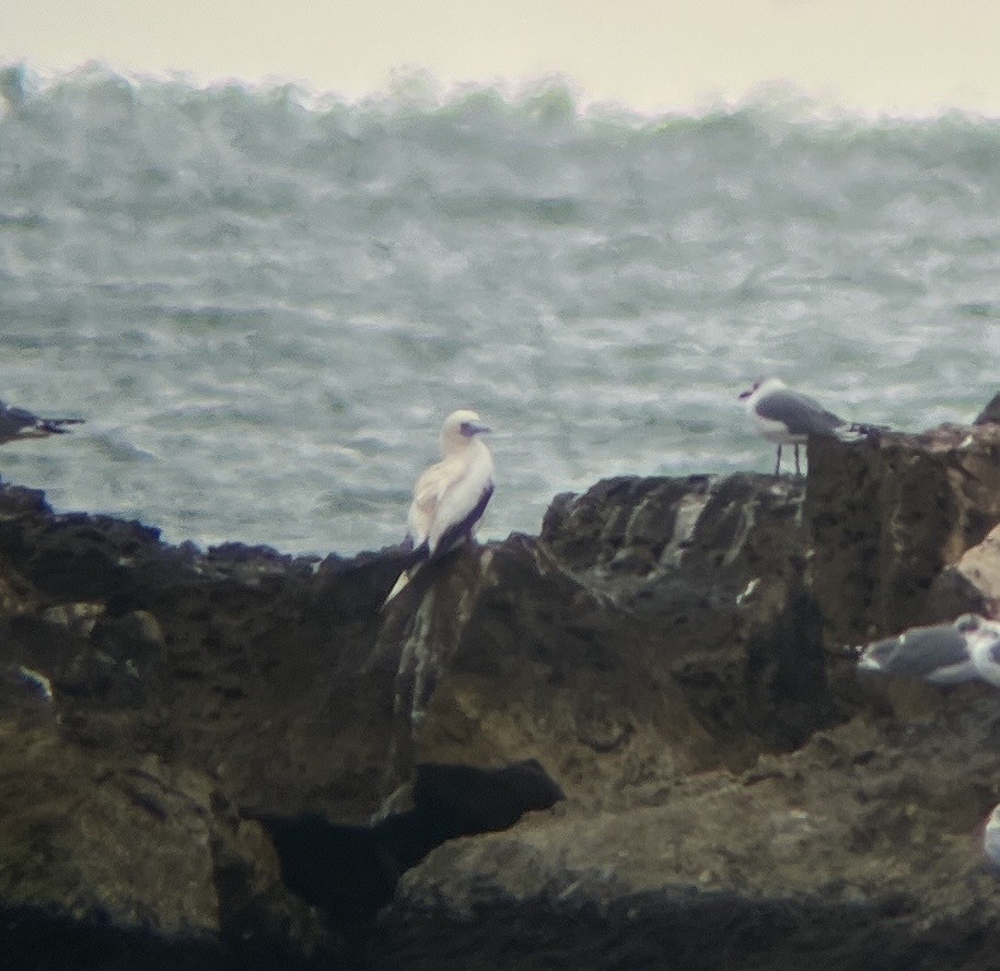 Красноногая олуша - ML647051010