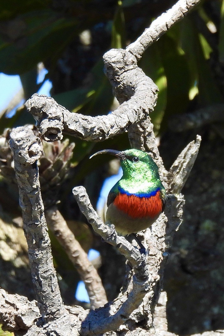 ミナミゴシキタイヨウチョウ - ML647051012