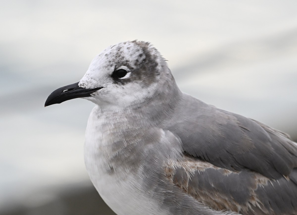 ワライカモメ - ML647051013