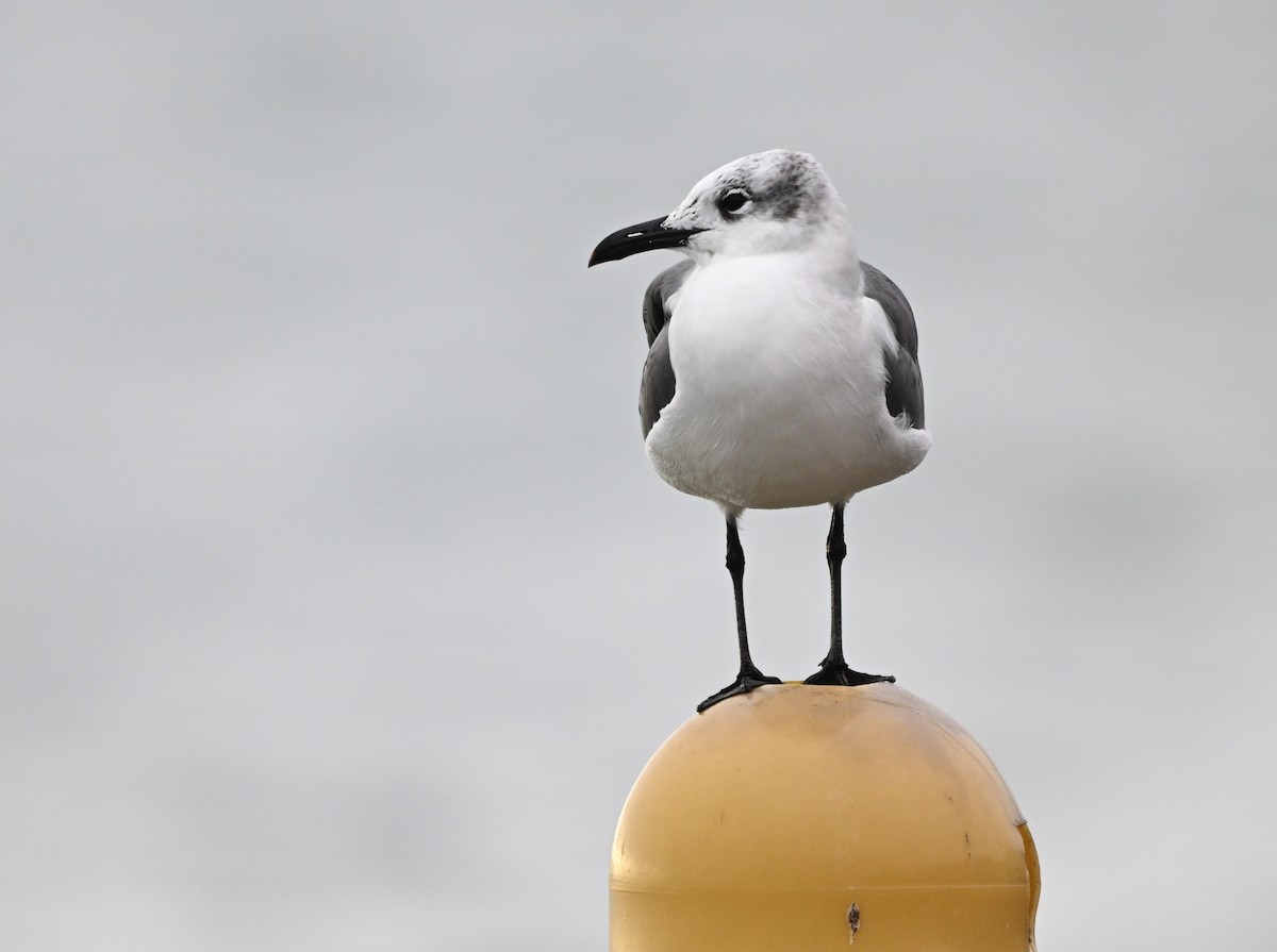 ワライカモメ - ML647051014