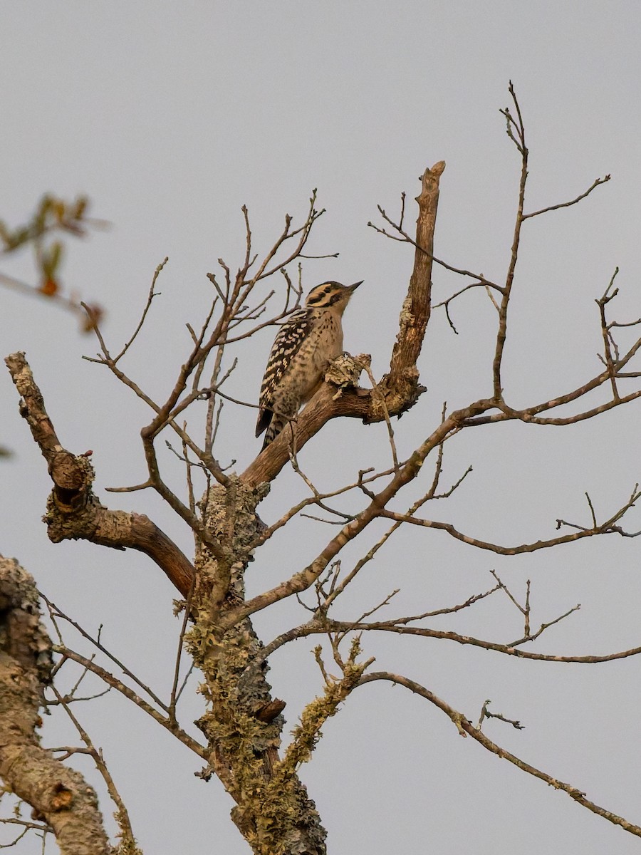Ladder-backed Woodpecker - ML647051028