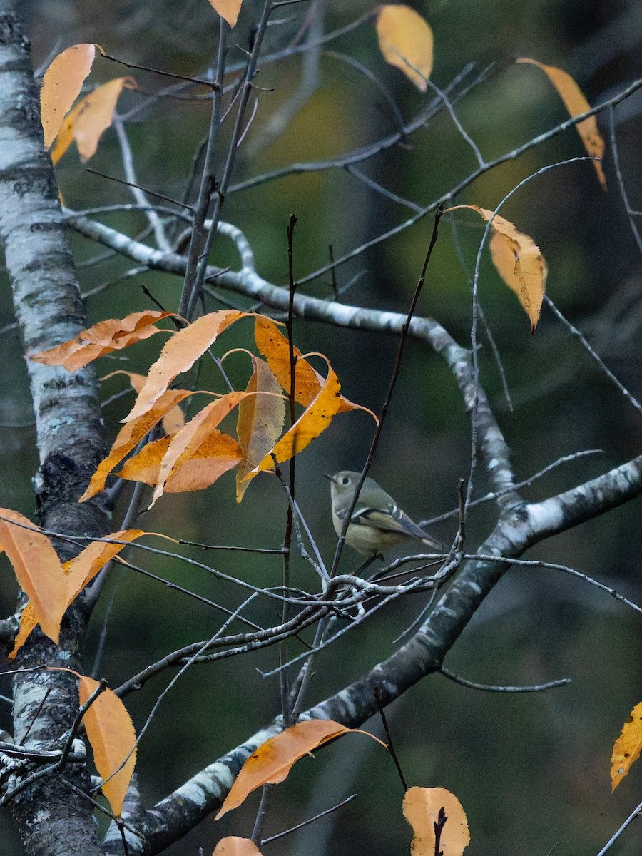 Ruby-crowned Kinglet - ML647051031