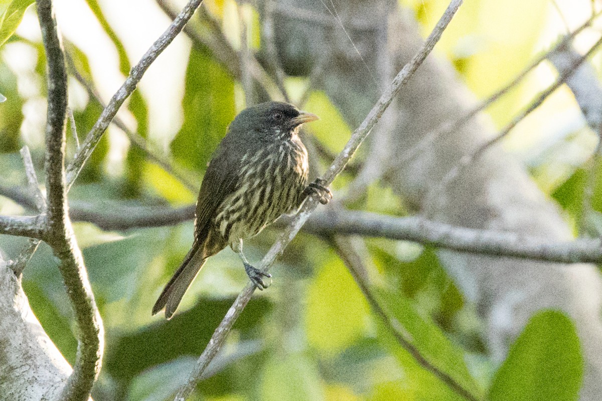 Palmchat - ML647051033