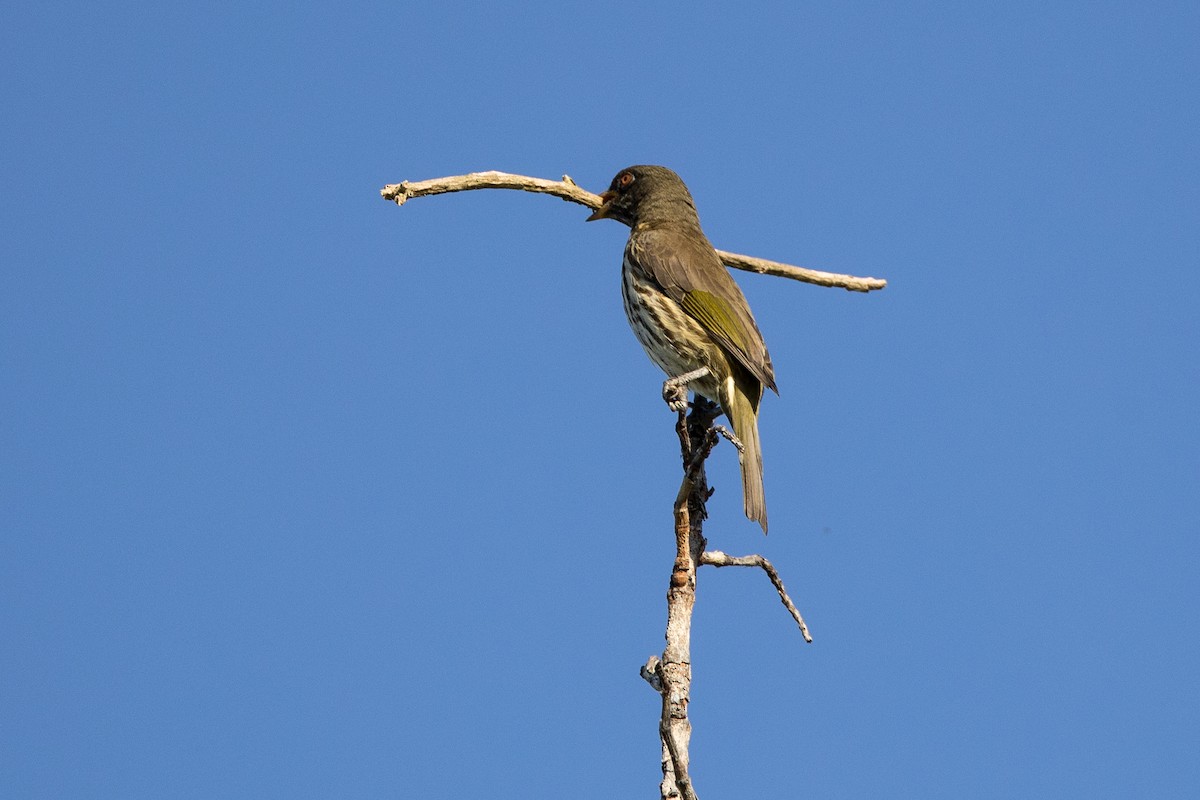 Palmchat - ML647051034