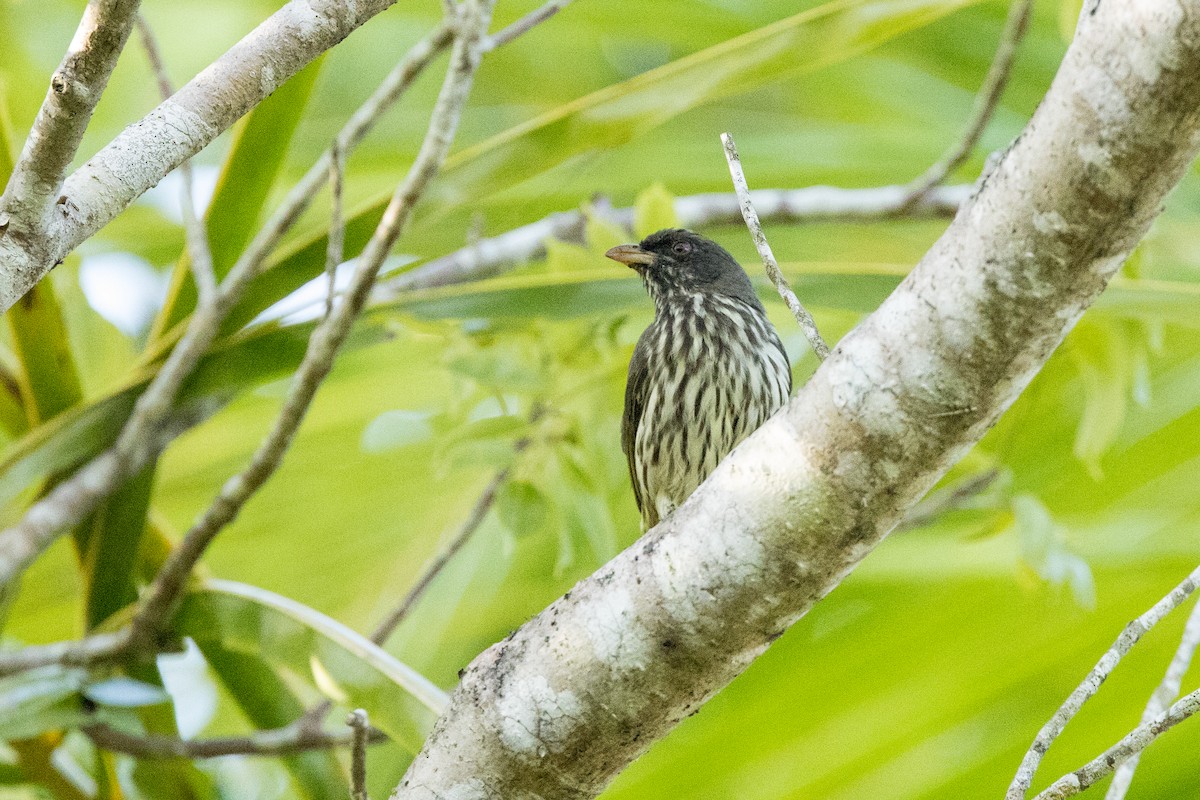 Palmchat - ML647051035