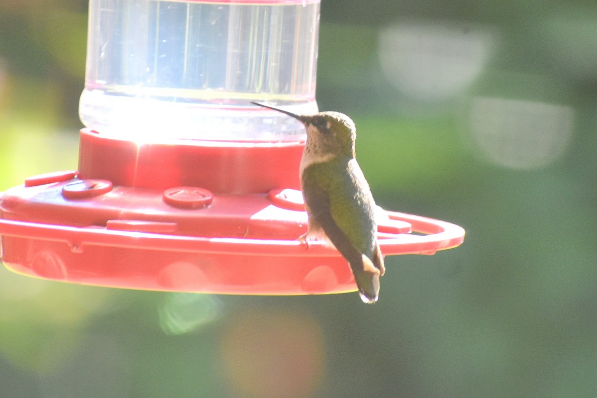Colibri à gorge rubis - ML647051039